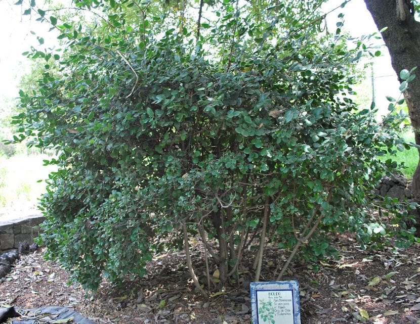 El boldo es un árbol medicinal