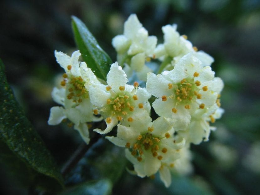Las flores del boldo son blancas