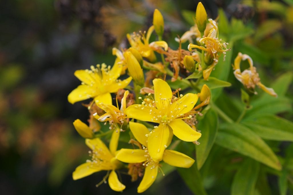 Hypericum canariensis