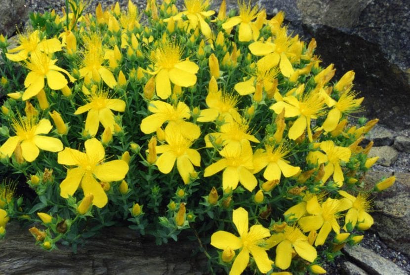 Hypericum olympicum