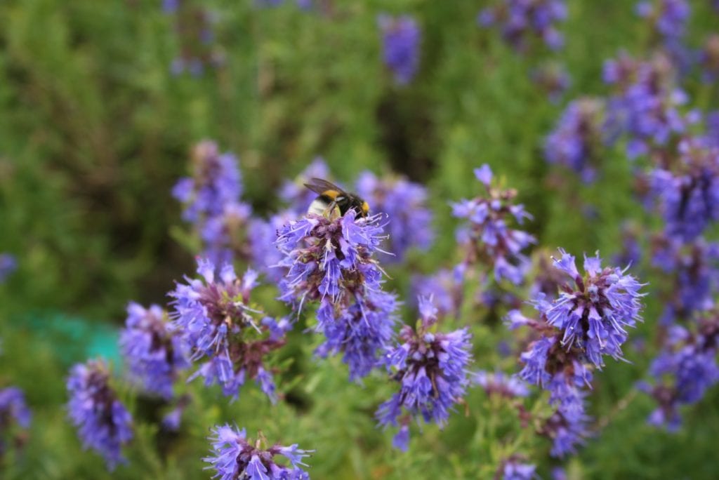 Flores del hisopo