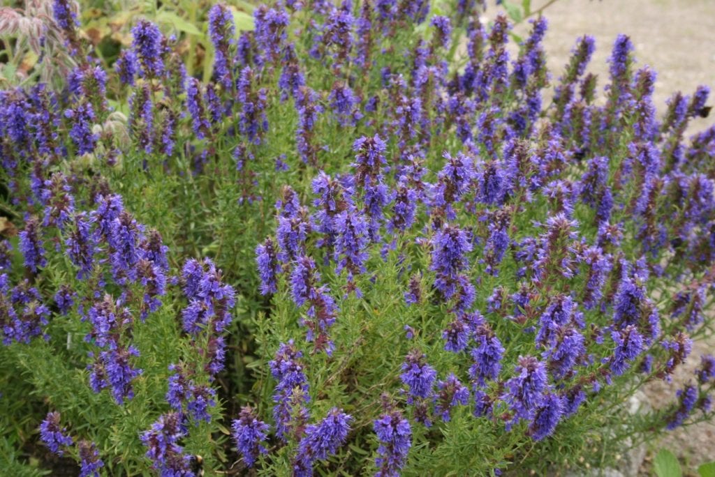 Planta de hisopo en hábitat