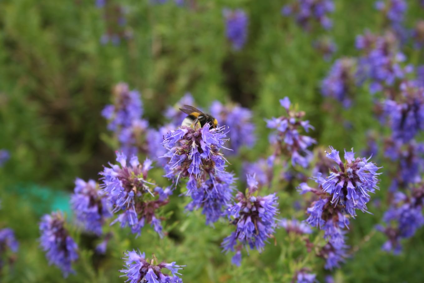 Hisopo: cultivo, poda, cosecha y usos de Hyssopus officinalis