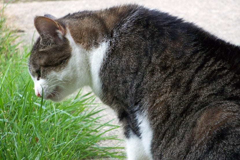 Gato comiendo hierba
