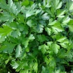 Perejil, una planta aromática
