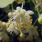 Flores del tilo