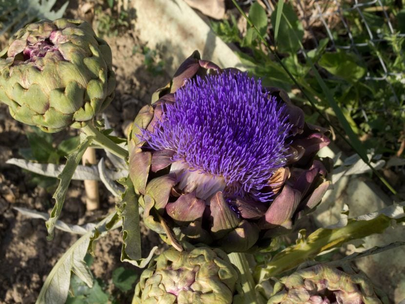Alcachofa