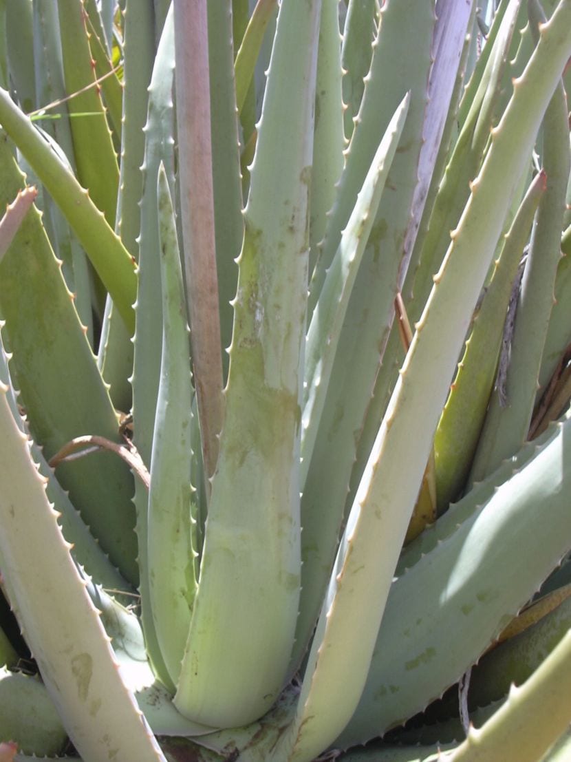 Aloe vera