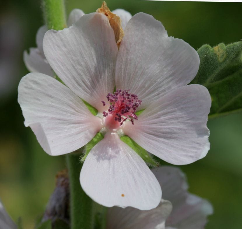 Althaea officinalis