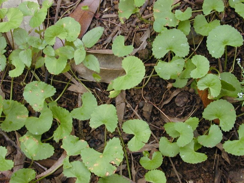 Centella asiática