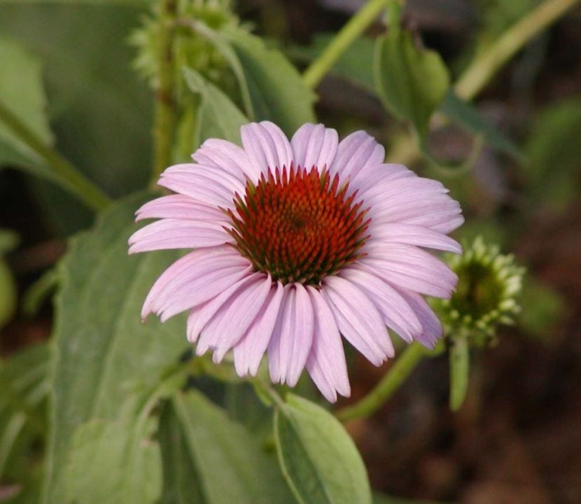 Echinacea