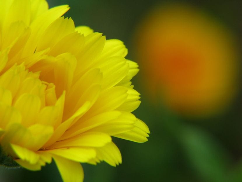 Diez plantas medicinales para el jardín que sí crecen aquí
