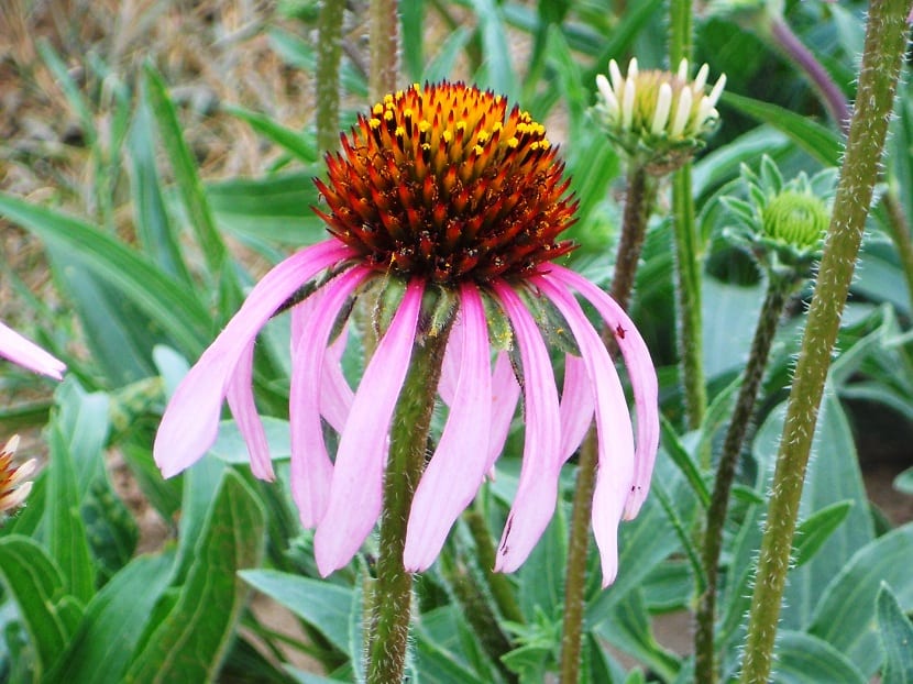 Cultivo de Echinacea angustifolia