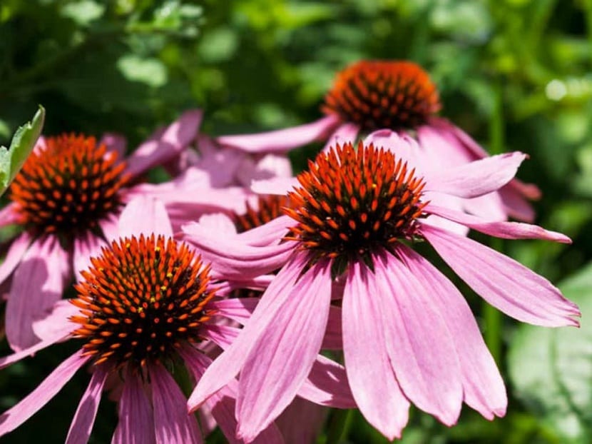 Flor de Echinacea angustifolia