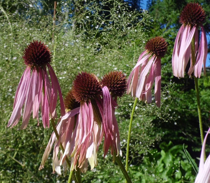 Propiedades medicinales de Echinacea angustifolia