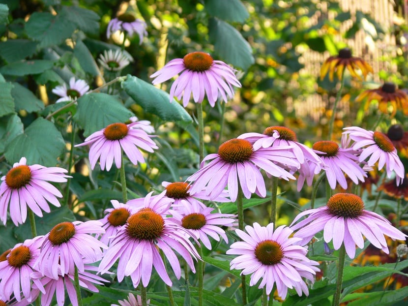 Echinacea angustifolia: cultivo, cuidados y evidencia real
