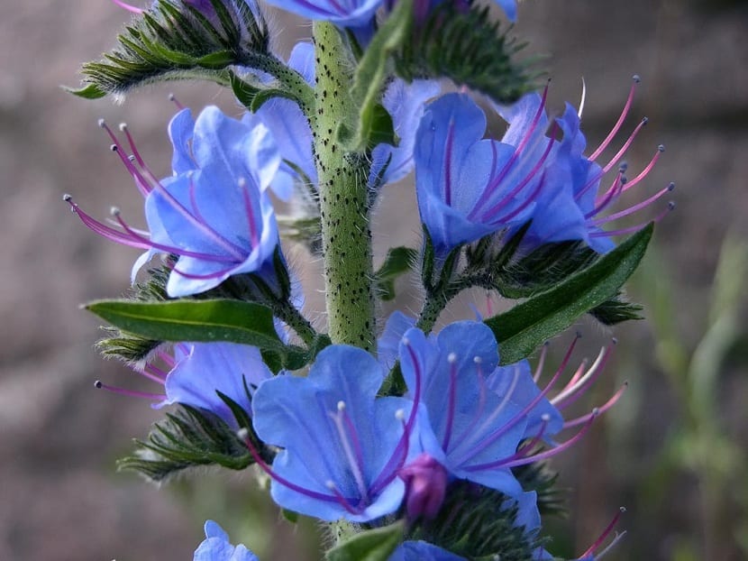 Detalle de la viborera