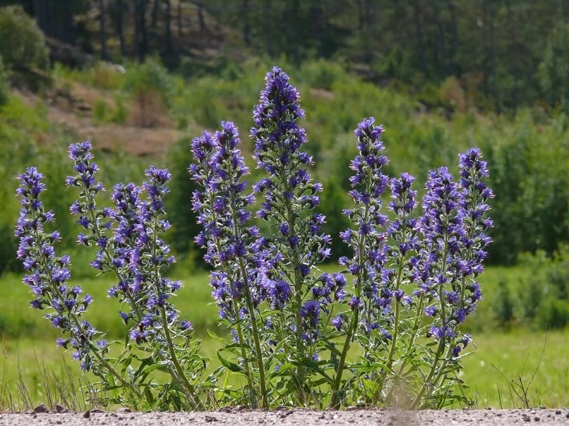 Echium vulgare