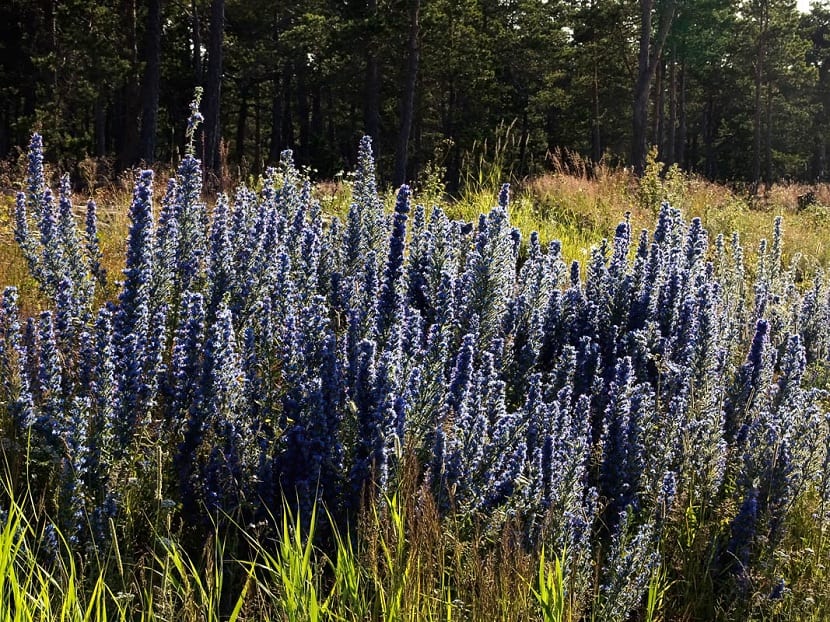 Pradera de Echium vulgare