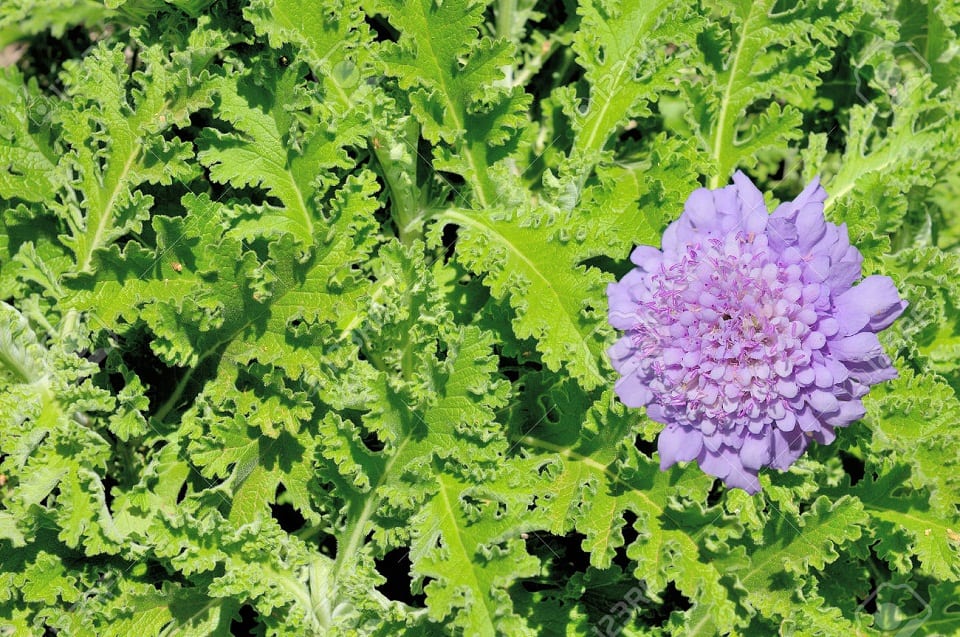 beneficios ajenjo