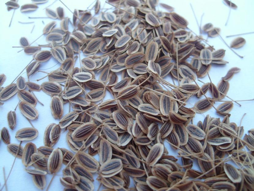 Semillas de eneldo (Anethum graveolens) recolectadas