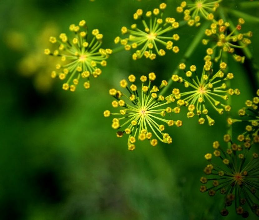 Flores de eneldo