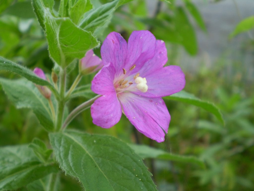 Vista del Epilobium parviflorum en flor