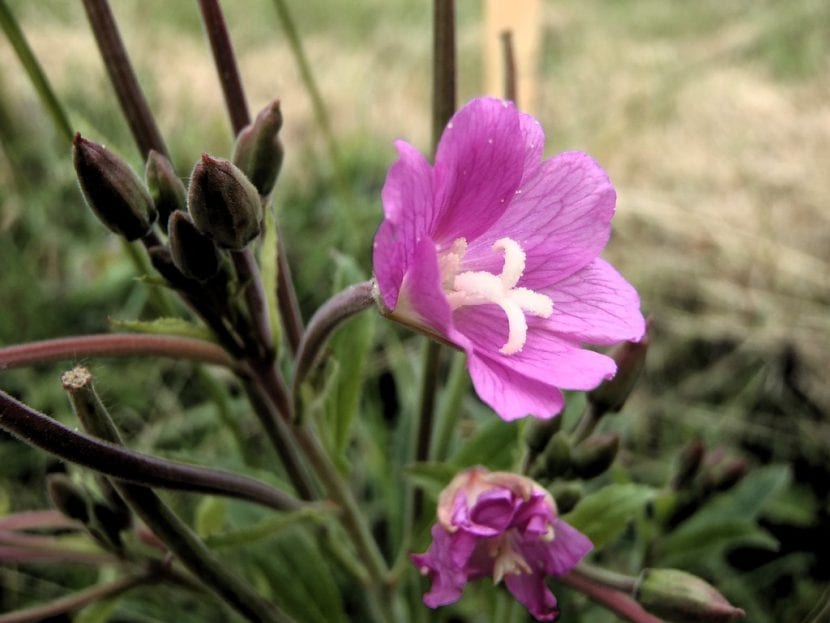 Epilobium parviflorum en flor, con sus pétalos rosados escotados