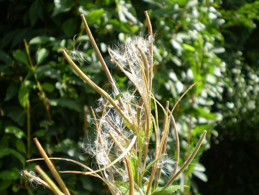 Cápsulas y semillas plumosas de Epilobium parviflorum