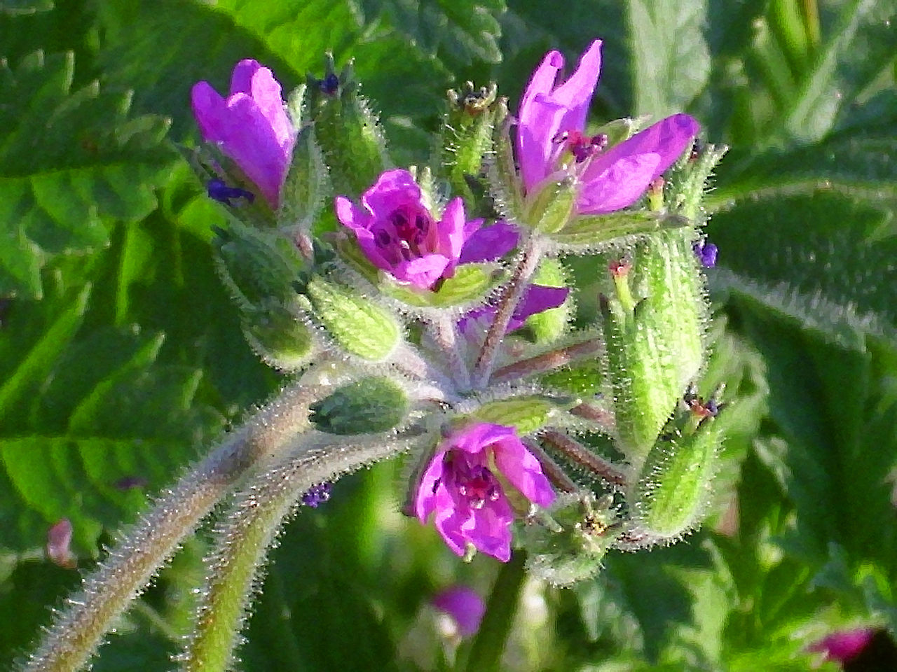 Las flores del Erodium moschatum son moradas