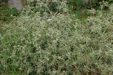 Cardo corredor en floración con sus brácteas espinosas en estrella