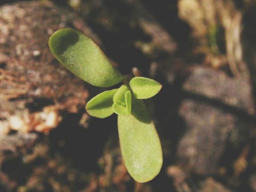 Euphorbia peplus