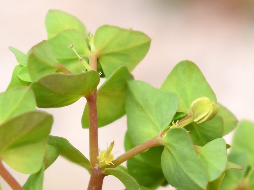 Hojas de Euphorbia peplus