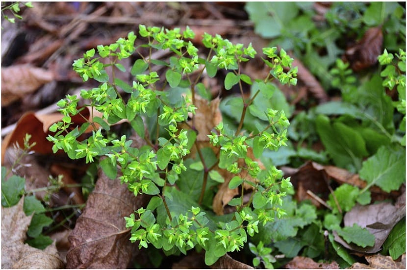 Euphorbia peplus o lechetrezna: riesgos, control y ciclo