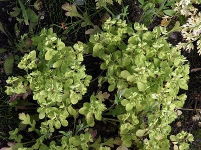 Planta de Euphorbia peplus o lechetrezna creciendo en un suelo de jardín