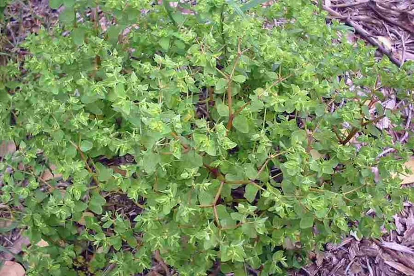 planta lechosa