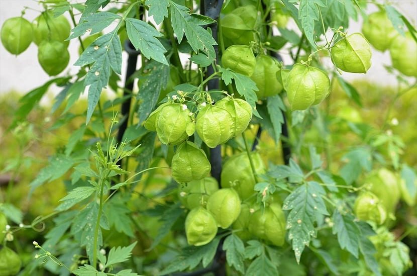 Farolitos (Cardiospermum halicacabum): cultivo y usos