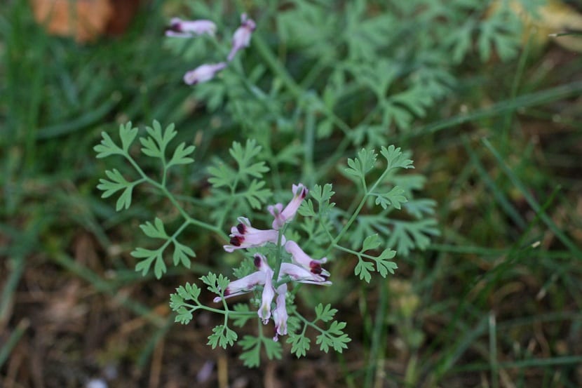 Cuidados de la Fumaria officinalis