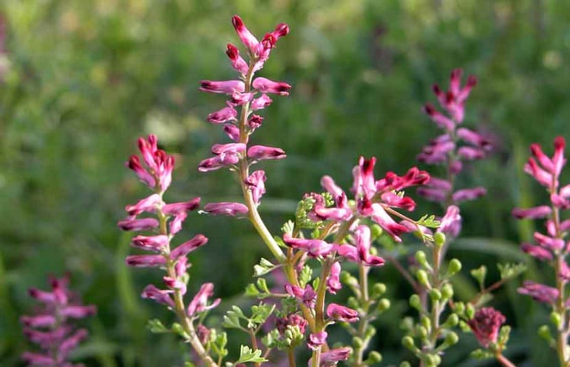 Flores de la sangre de cristo