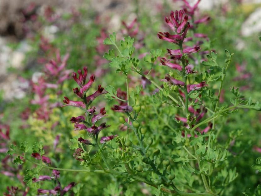 Fumaria officinalis: identificación, manejo y usos