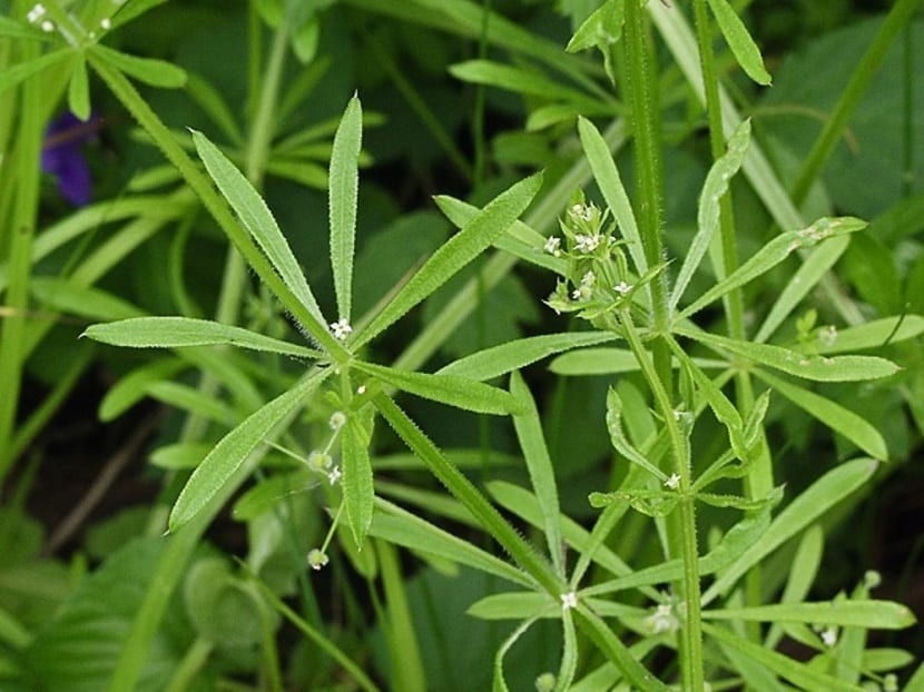 Galium aparine: identificación, control y usos tradicionales
