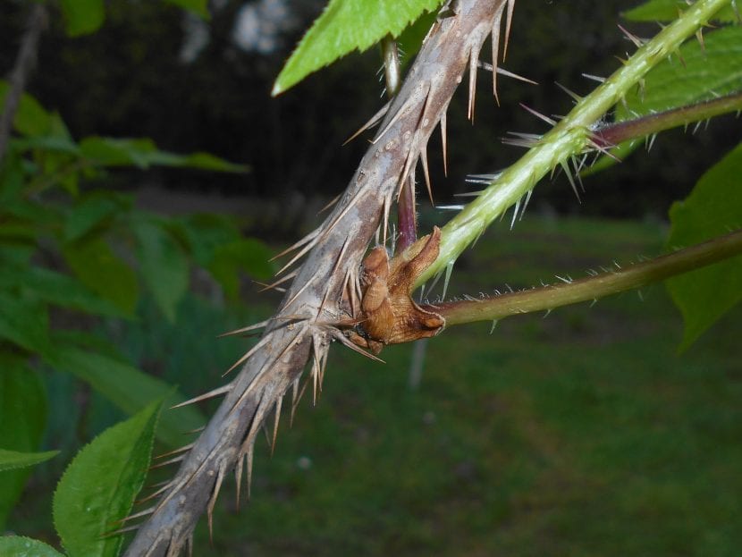 Los tallos del ginseng siberiano son espnosos