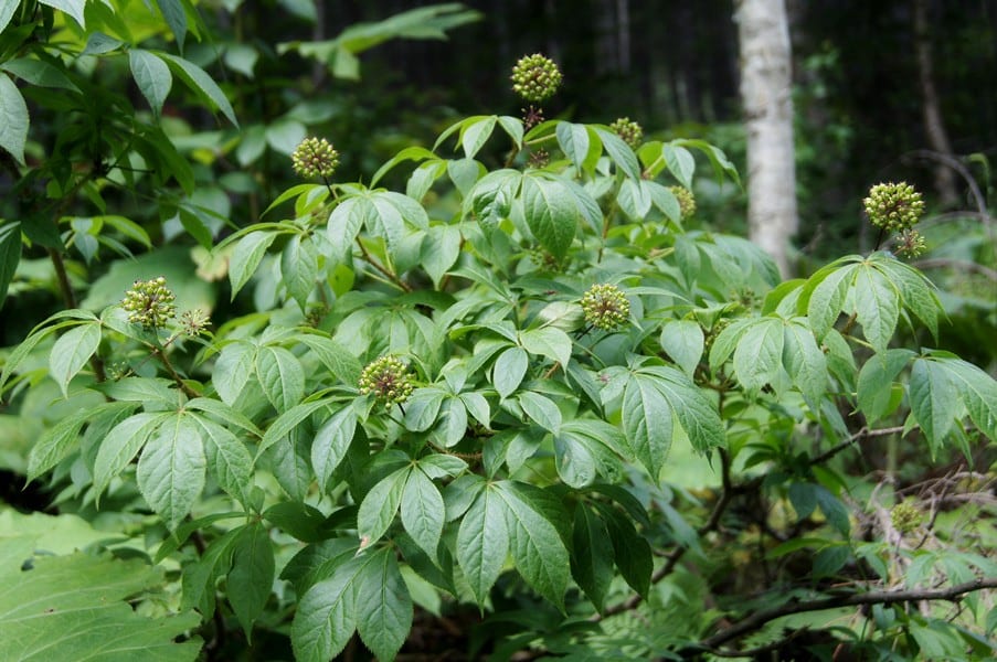 Ginseng siberiano (Eleutherococcus senticosus): cultivo y usos