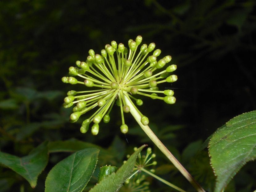 Las flores del ginseng siberiano son pequeñas