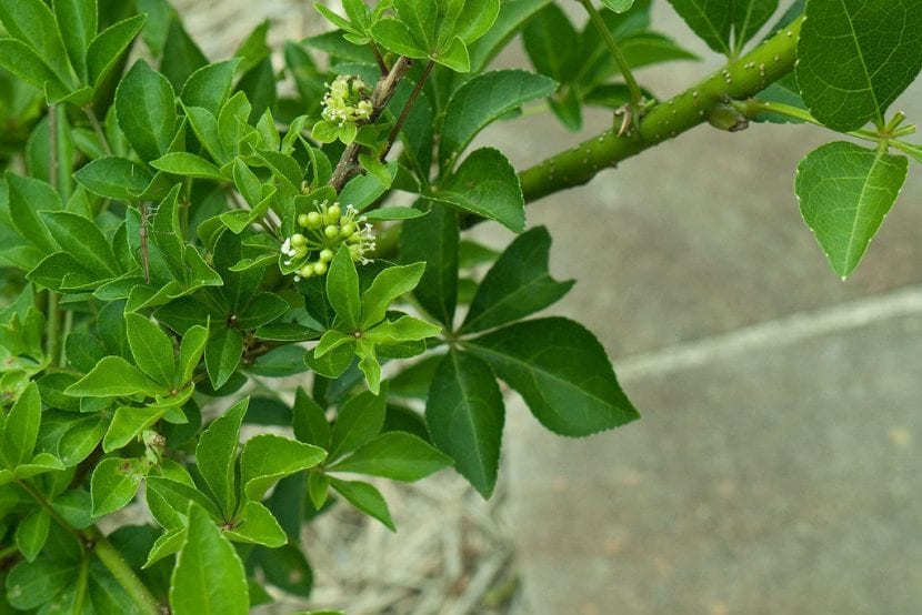 Las hojas del ginseng siberiano son verdes