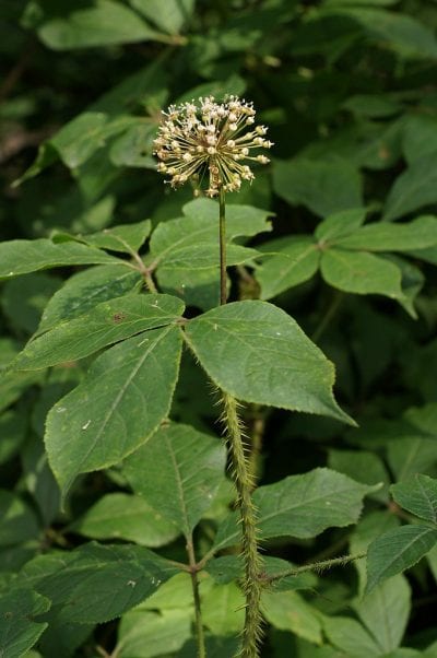 El ginseng siberiano es una planta decorativa