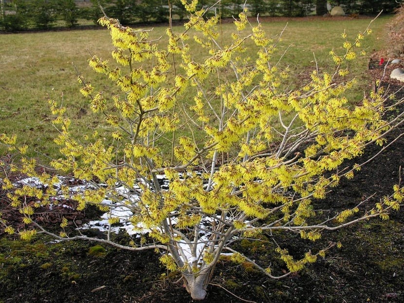 Hamamelis virginiana