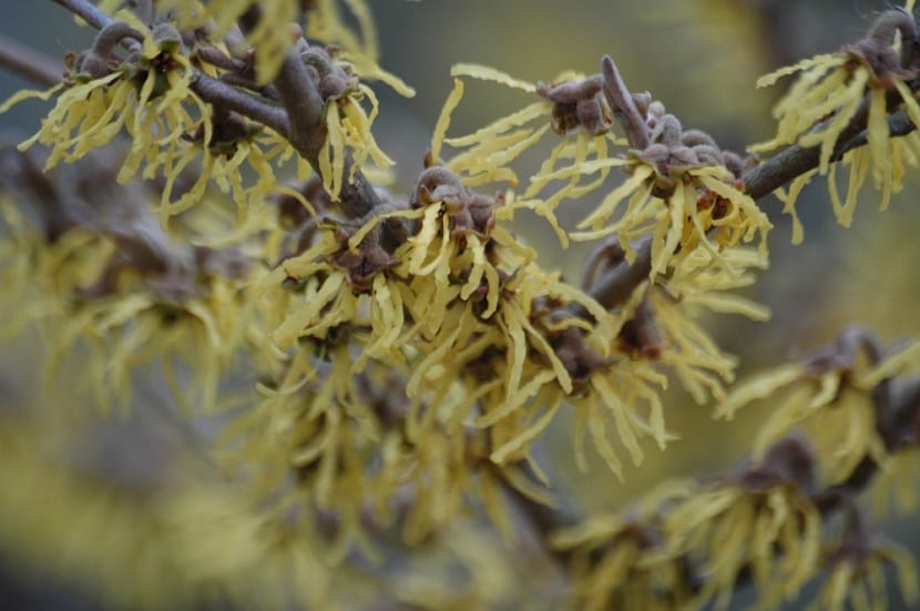 hojas de la hamamelis virginiana