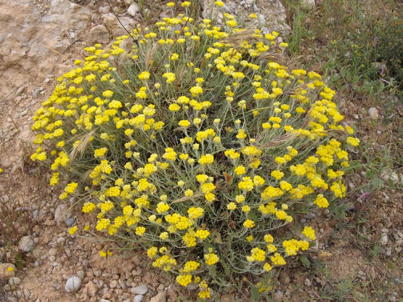 El Helichrysum stoechas vive en campos abiertos