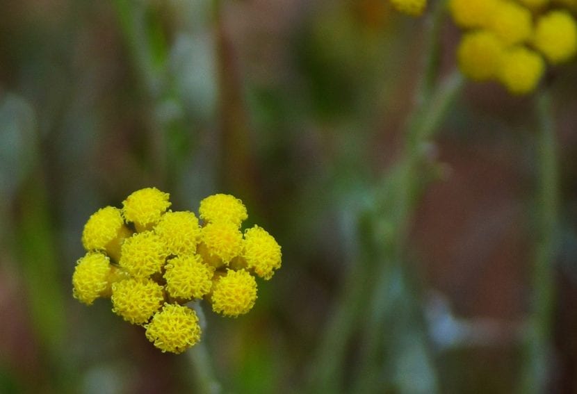 Las flores de la Helichrysum son pequeñas
